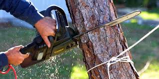 Best Tree Health Inspection  in Stockton, UT