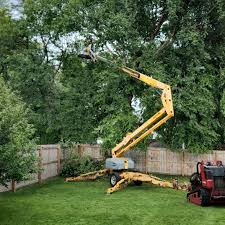 Best Root Management and Removal  in Stockton, UT