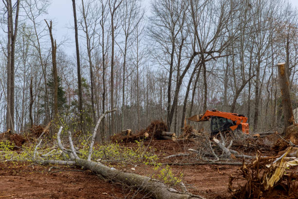  Stockton, UT Tree Care Pros