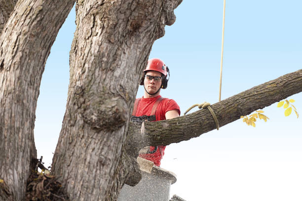 Best Tree Disease Treatment  in Stockton, UT